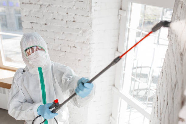 Why You Should Choose Our Mold Remediation Services in Fort Clark Springs, TX